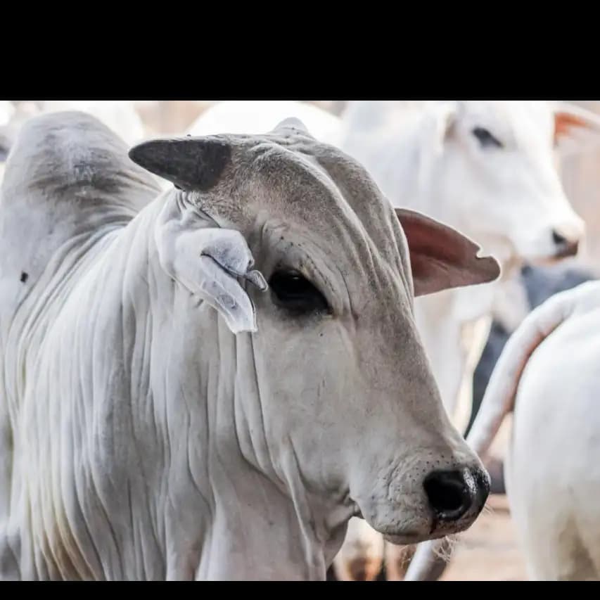 60 Vacas Prenhas a Preço Imperdível